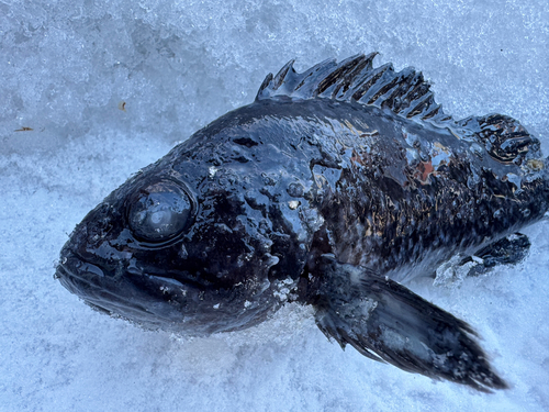 クロソイの釣果