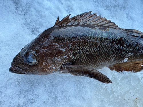 エゾメバルの釣果