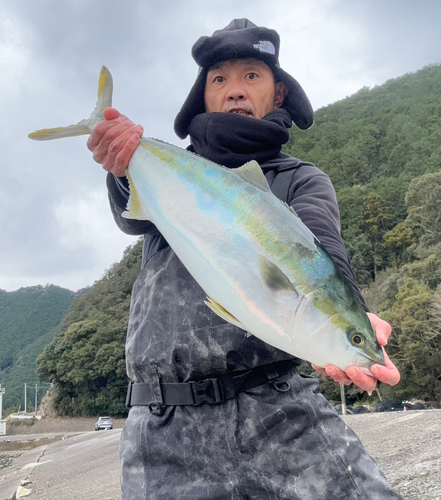 ブリの釣果