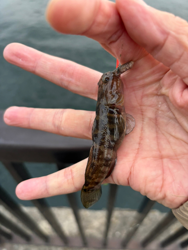 シモフリシマハゼの釣果