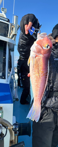 アカアマダイの釣果