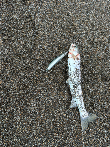 アメマスの釣果