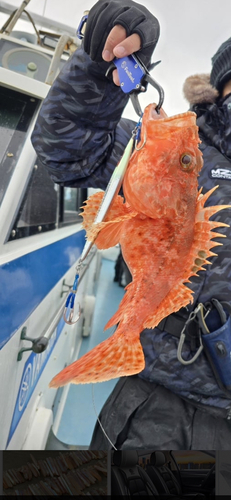 オニカサゴの釣果