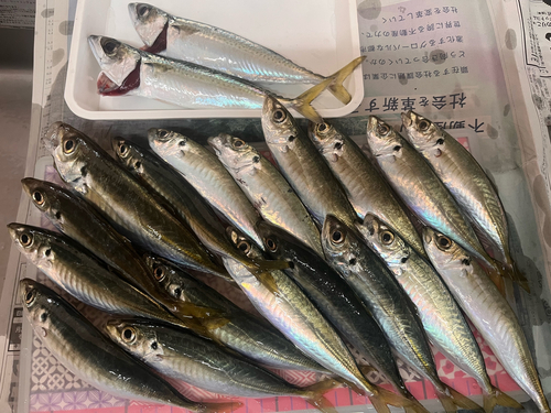 アジの釣果