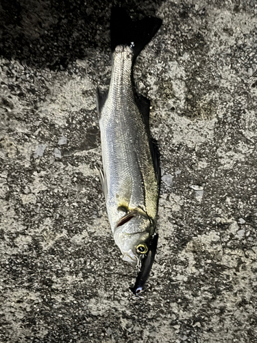 セイゴ（マルスズキ）の釣果