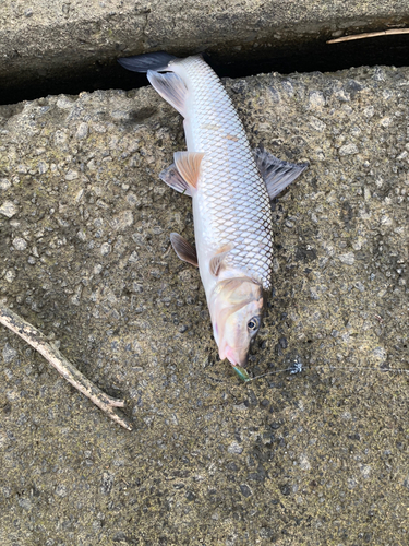 ニゴイの釣果