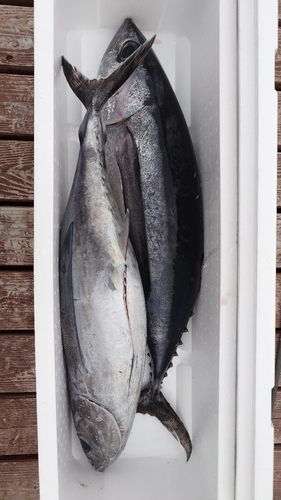 ビンチョウマグロの釣果