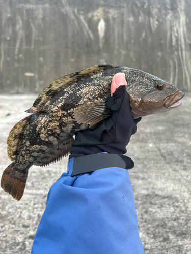 アイナメの釣果