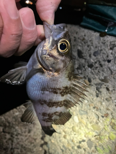 メバルの釣果