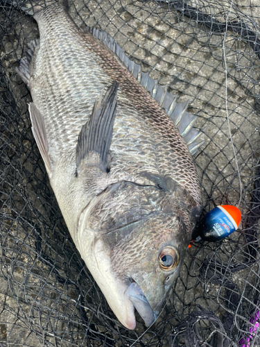 チヌの釣果