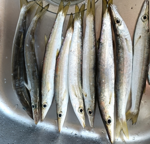 カマスの釣果