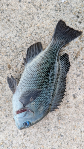 メジナの釣果