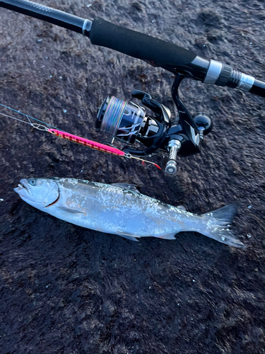 サクラマスの釣果