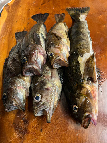 クロガシラガレイの釣果