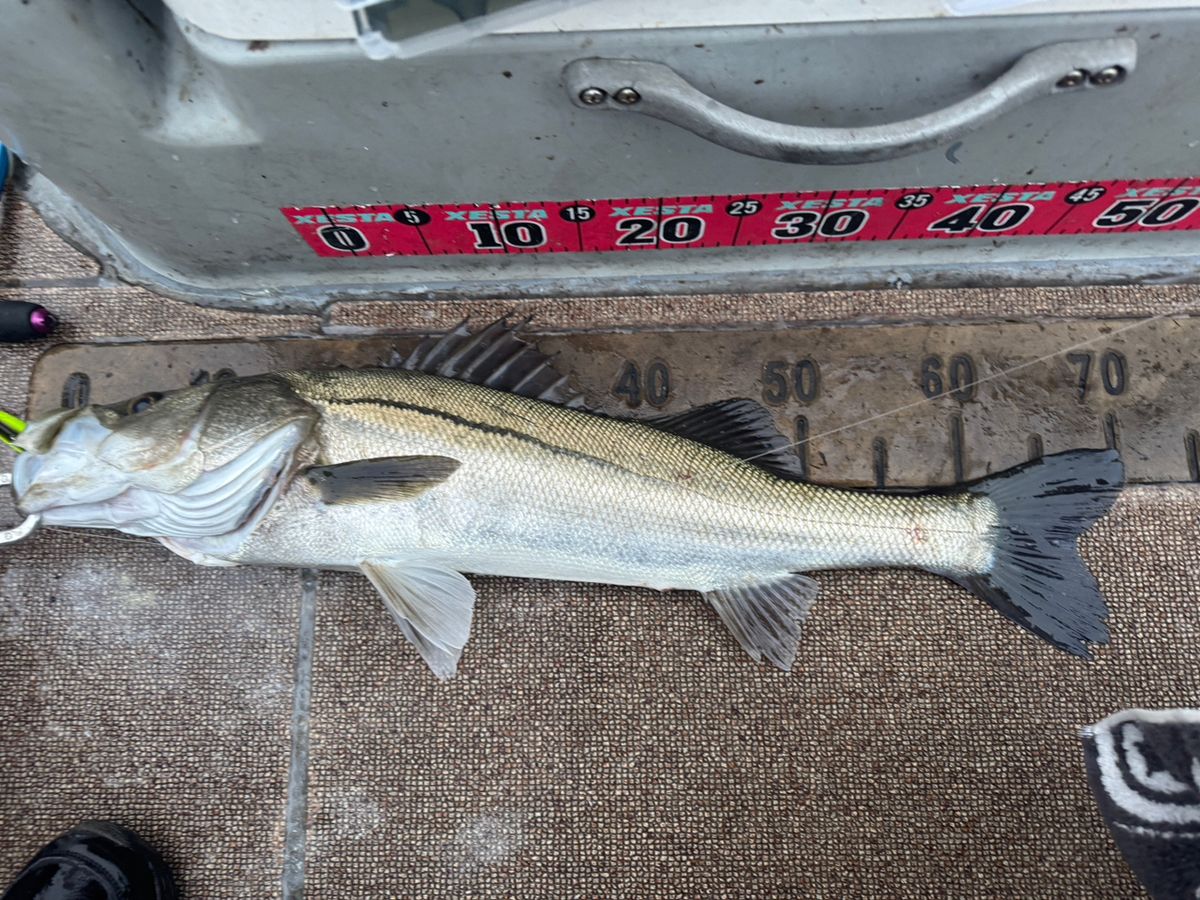 まる【主に埼玉。日々特訓？中】さんの釣果 2枚目の画像