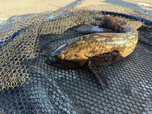 アイナメの釣果