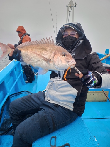 マダイの釣果