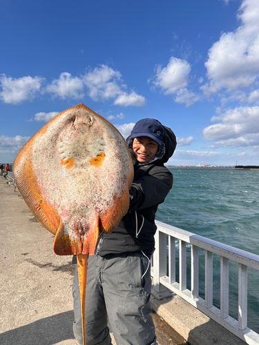 エイの釣果