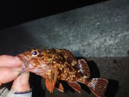 ガシラの釣果