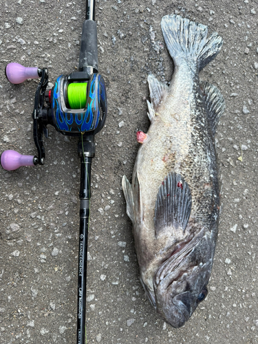 クロソイの釣果