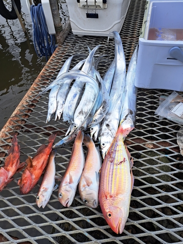 シロアマダイの釣果