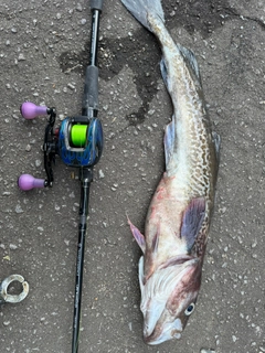 スケトウダラの釣果