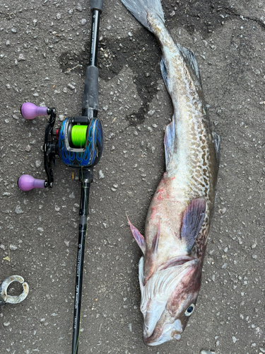 スケトウダラの釣果