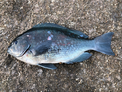 グレの釣果