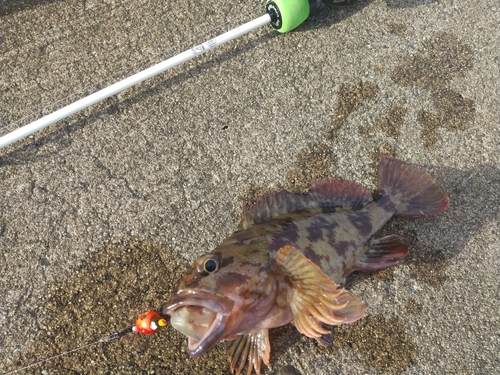 カサゴの釣果