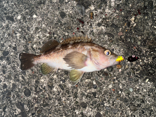 ガヤの釣果