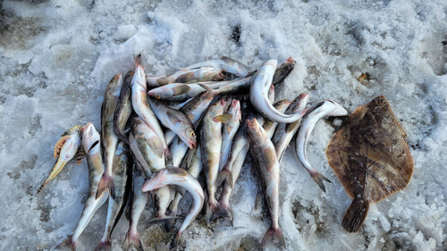 ホッケの釣果