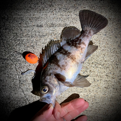 シロメバルの釣果