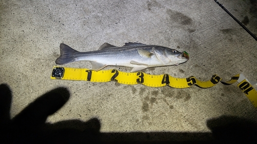 シーバスの釣果