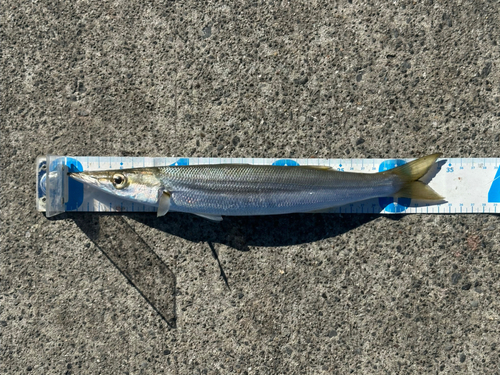 アカカマスの釣果