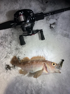 エゾメバルの釣果