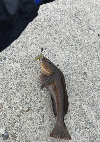 アイナメの釣果