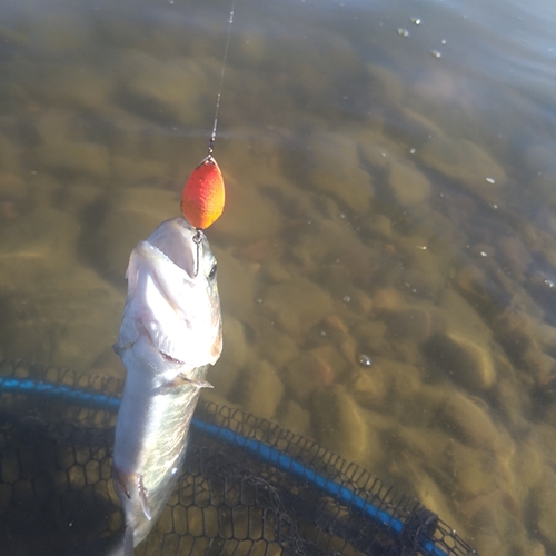 ニジマスの釣果