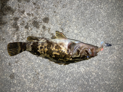 タケノコメバルの釣果