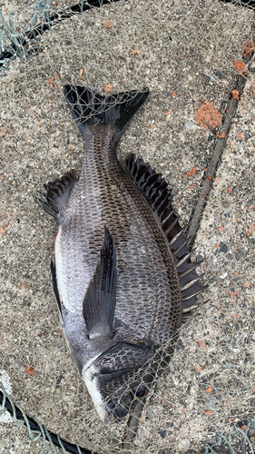 クロダイの釣果