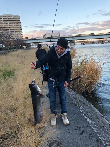 ビワコオオナマズの釣果