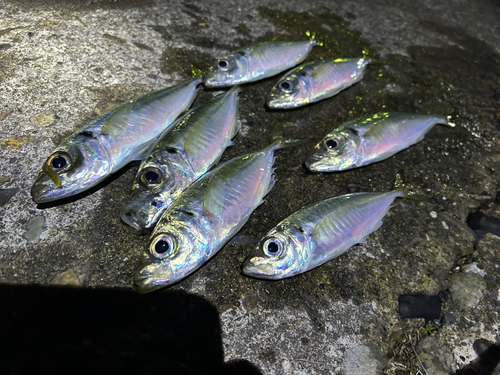 アジの釣果