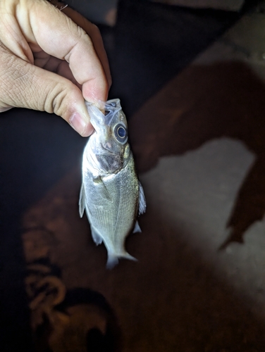 セイゴ（ヒラスズキ）の釣果