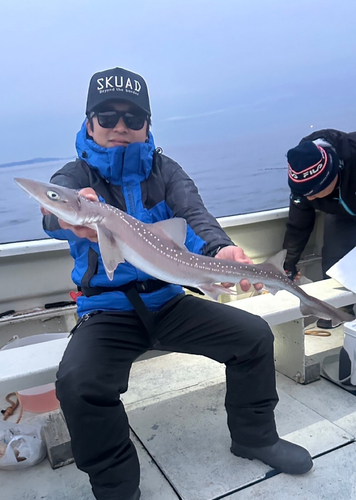 ホシザメの釣果