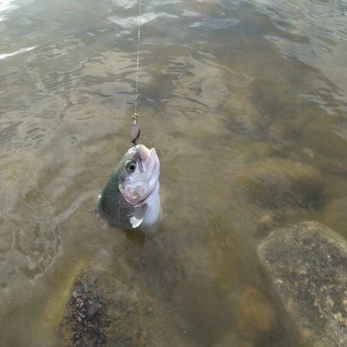 ニジマスの釣果