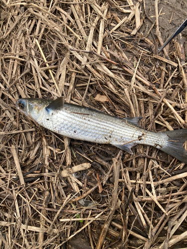 ボラの釣果