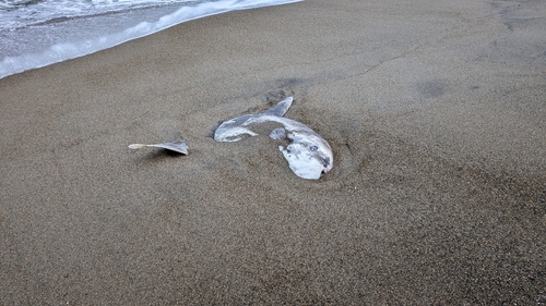 マハゼの釣果