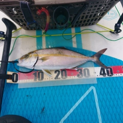 ショゴの釣果