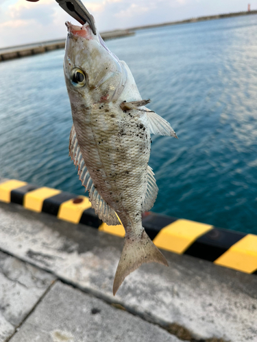 タテシマフエフキの釣果