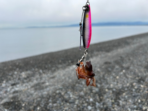 タコの釣果