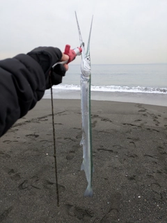 ダツの釣果